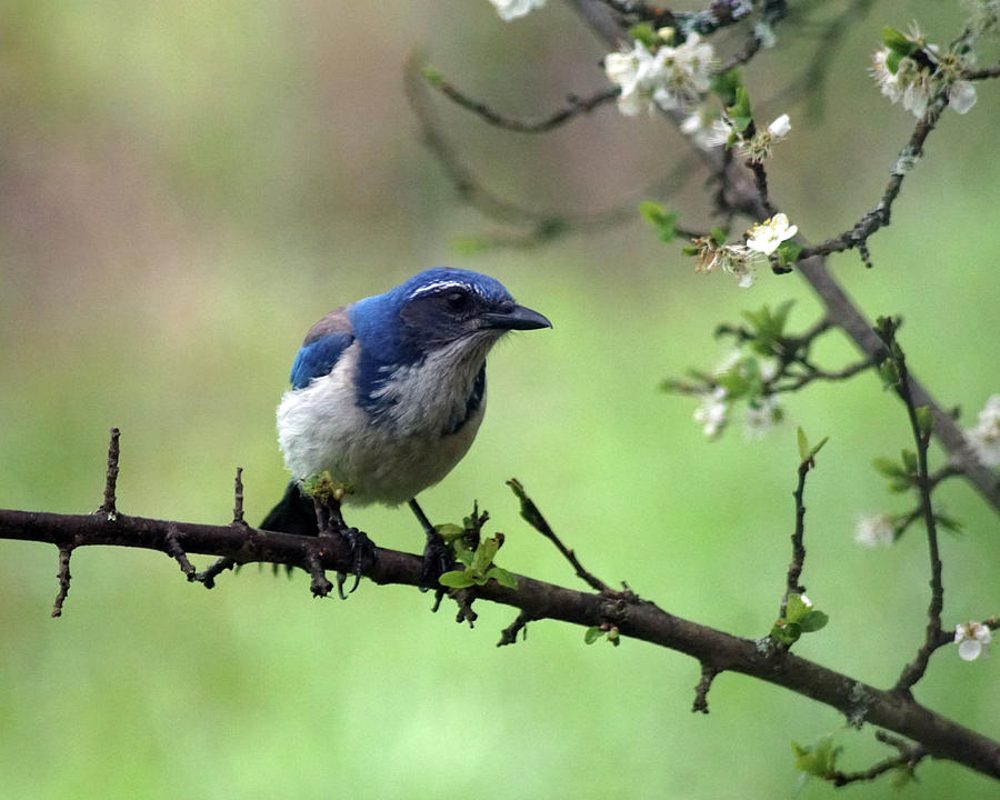 A Western Scrub Jay in Dragonfly Forest #3 Photograph by Ben Upham III
