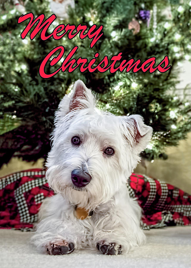 A Westie Christmas Photograph by Wes Iversen