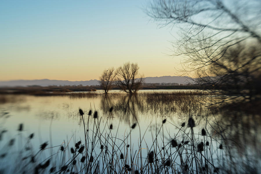 A Wetland Evening Photograph by Alan C Wade
