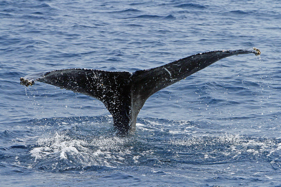 A Whale of a Tail Photograph by Shoal Hollingsworth