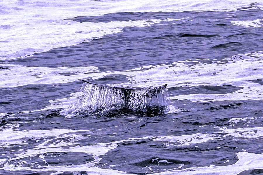 A Whale Tail Photograph by Bob Johnson
