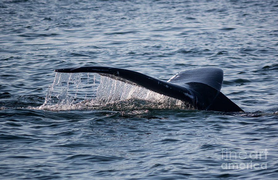 A Whale Tail Photograph by Suzanne Luft