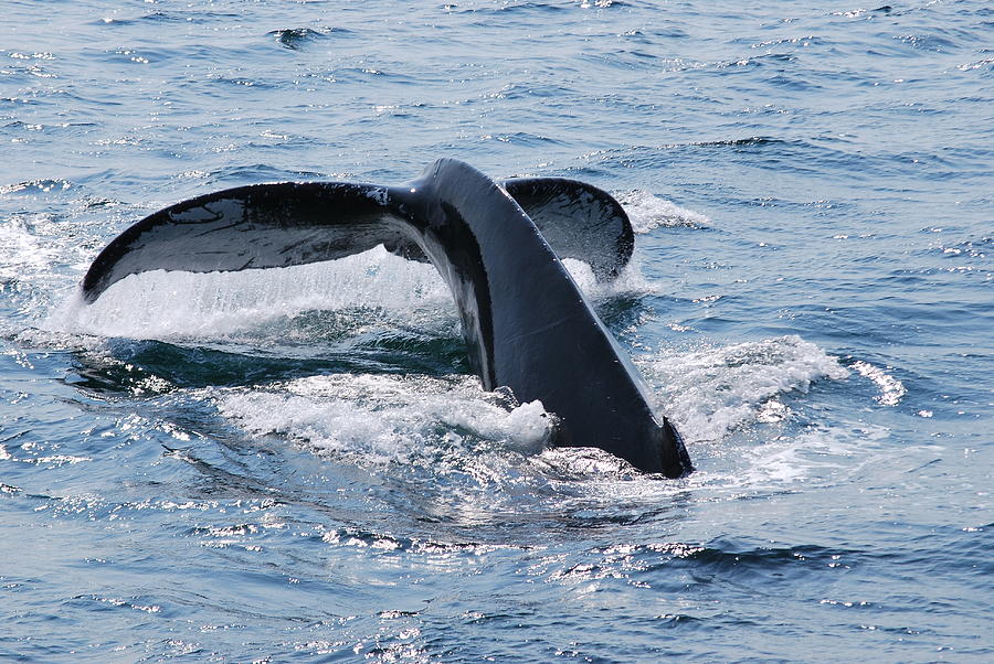 A Whale's Tale 2 Photograph by SeaStarr Photography - Fine Art America