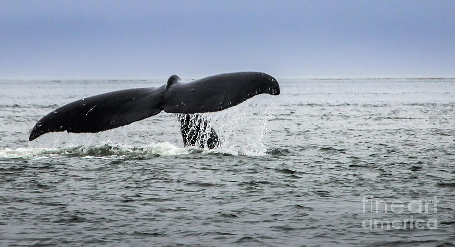 A Whales Tale Photograph by Joann Long
