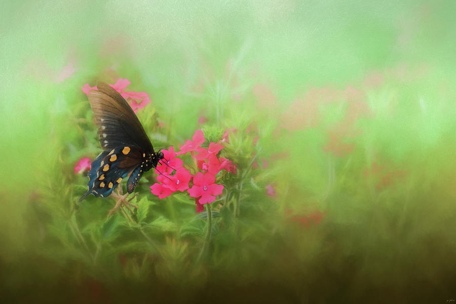 A Whisper In The Garden Butterfly Art Photograph by Jai Johnson