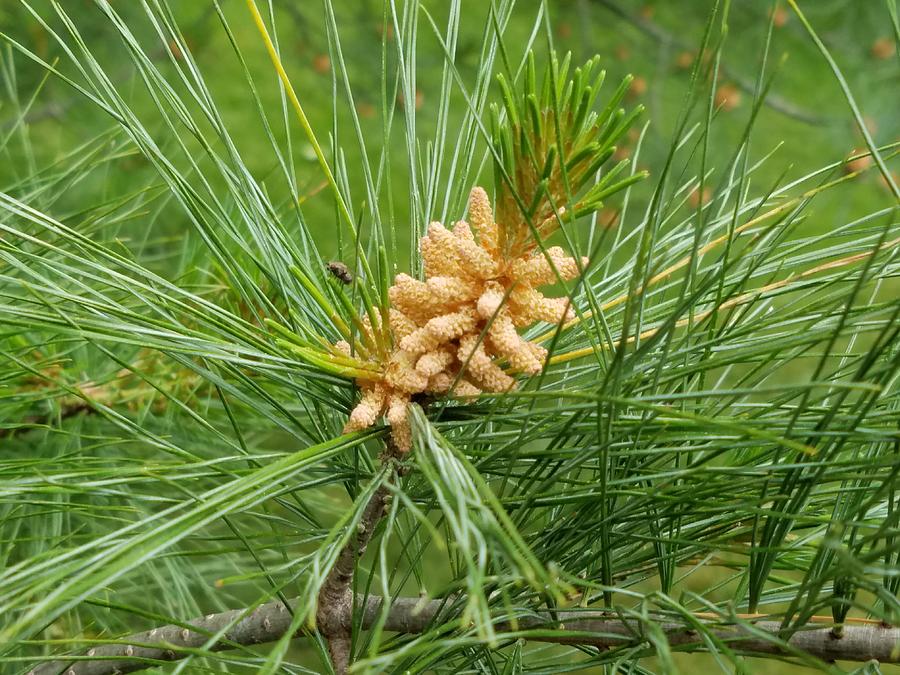 A whisper in the pines. Photograph by Michelle Dowd