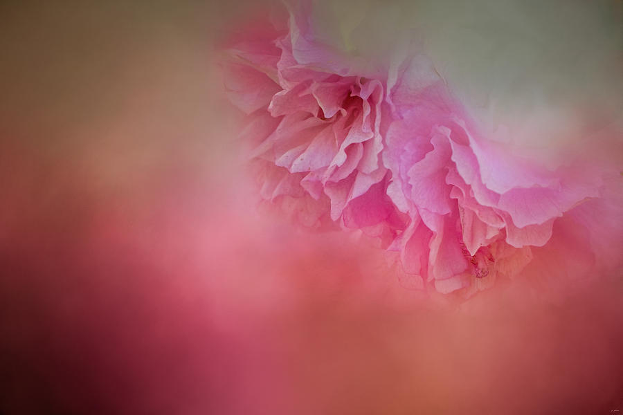 Flower Photograph - A Whisper of Cherry Blossoms by Jai Johnson