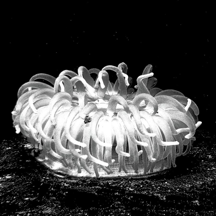 A White Anemone Photograph by Kirsten Giving