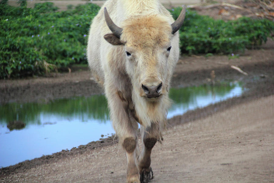 A White Bison Photograph by Angela Murdock