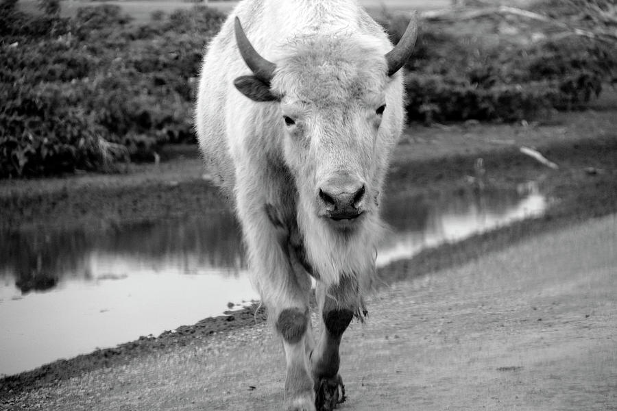 A White Bison in Black and White Photograph by Angela Murdock