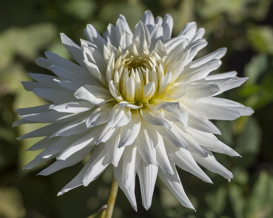 Flower Photograph - A White Dahlia by Bruce Frye