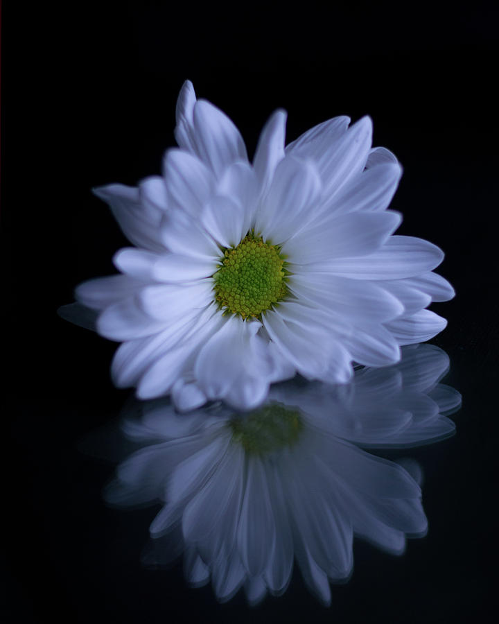 Daisy Photograph - A White Daisy Basking in Reflection by Diane Bell