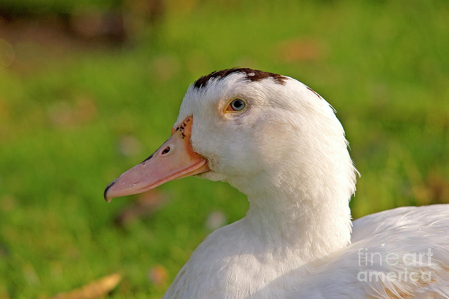 A white duck, side view Photograph by Ofer Zilberstein - Pixels