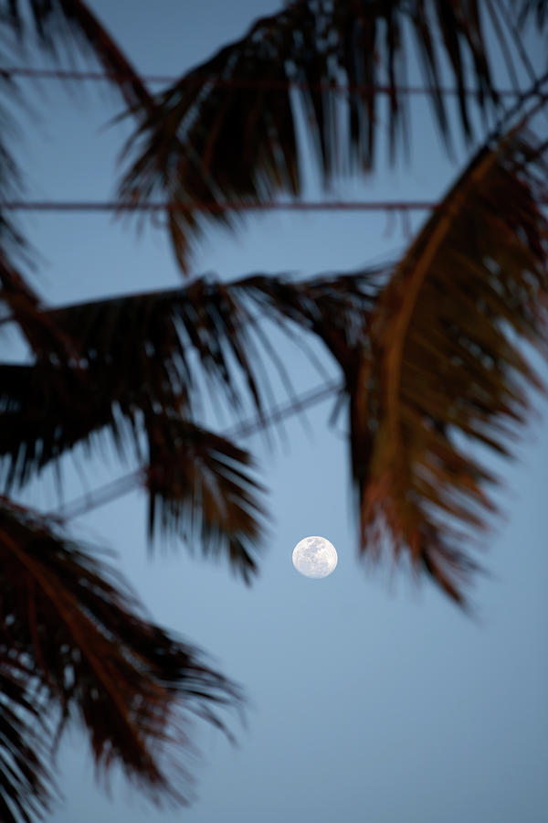 A White Full Moon Shines Between Palm Tree Leaves Photograph by Gina Koch