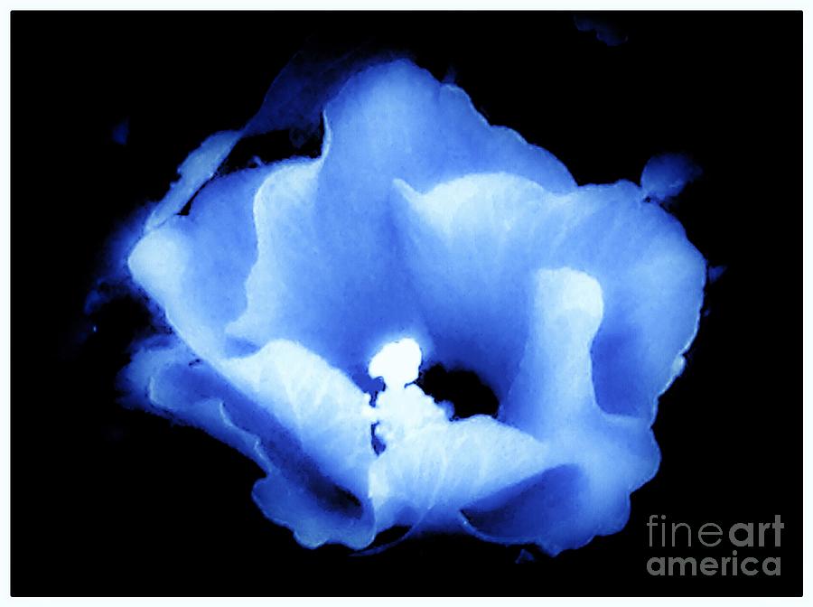 Flowers Still Life Photograph - A White Hibiscus Bloom With Blue Tinge On Black Background by Debra Lynch