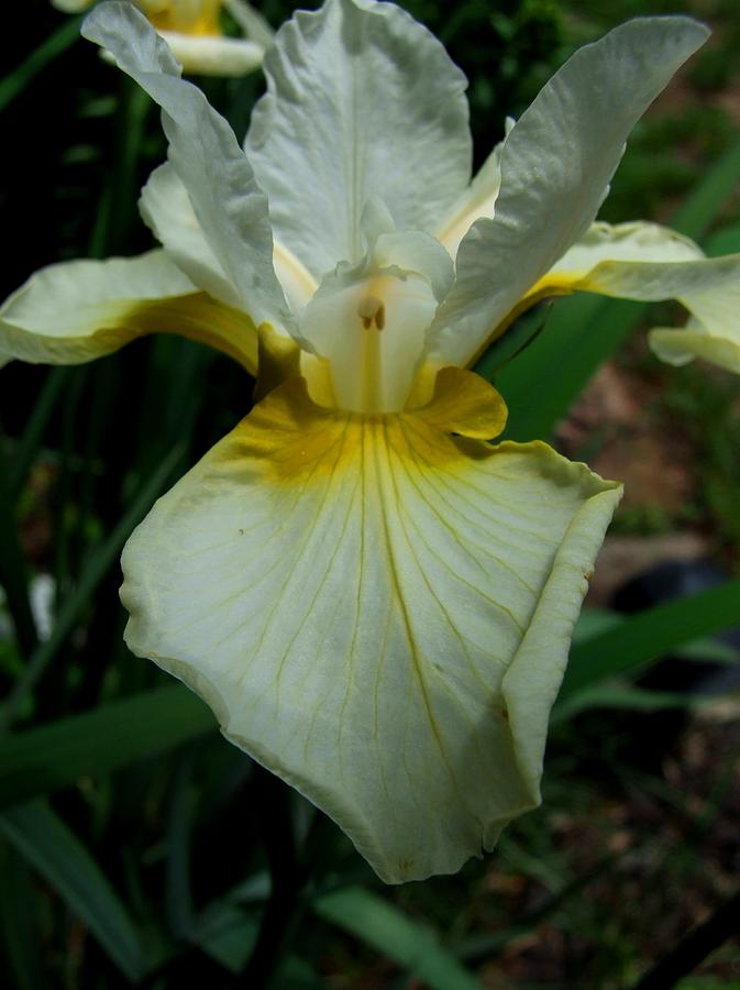 A White Iris Photograph by Michiale Schneider