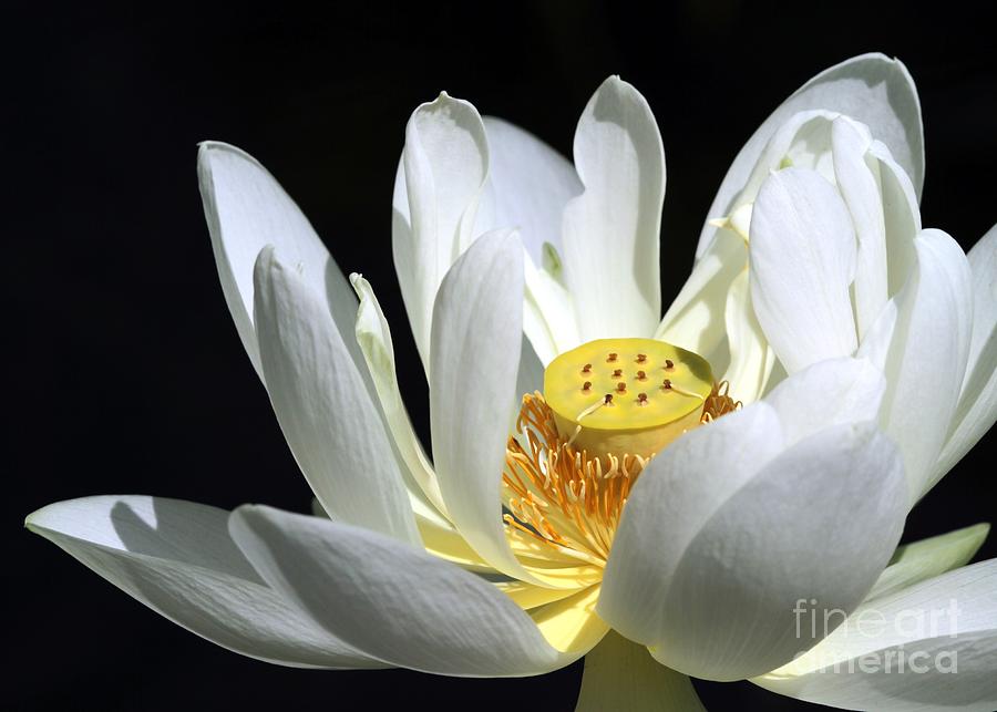 Flower Photograph - A White Lotus by Sabrina L Ryan
