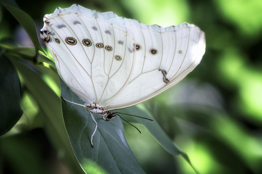 A White Morpho Butterfly  Photograph by Saija Lehtonen