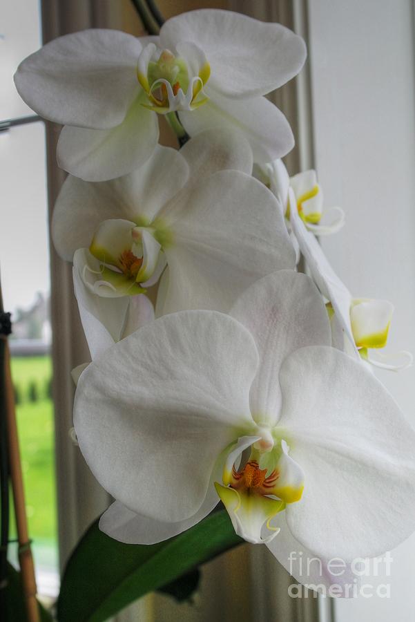 A White Orchid Day Photograph by David Bearden