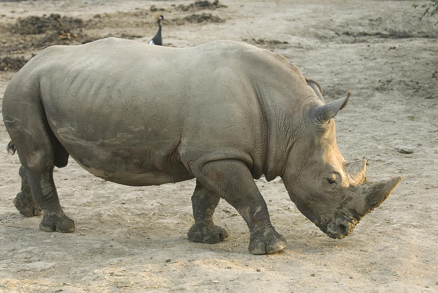 A White Rhino At The Omaha Zoo Photograph by Joel Sartore