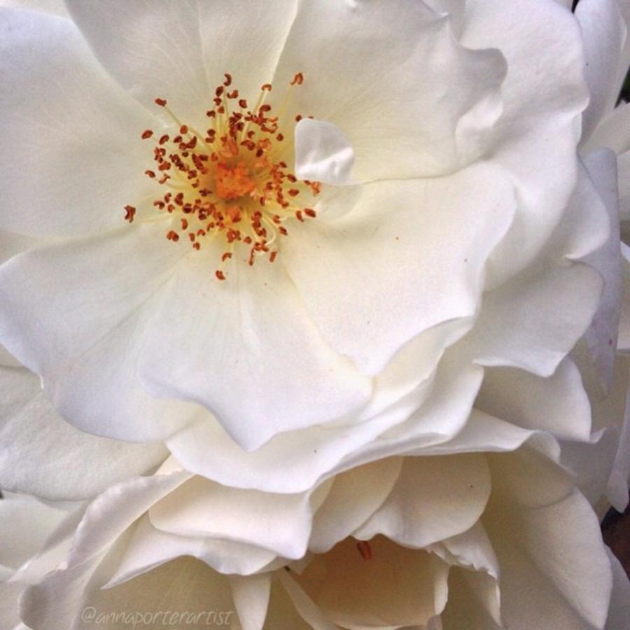 Rose Photograph - A Whiter Shade Of Pale by Anna Porter
