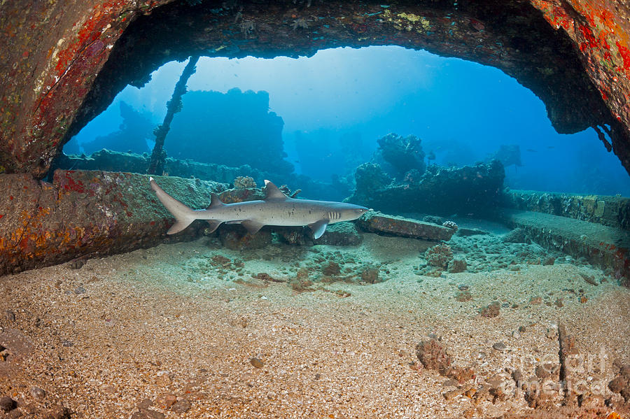 A Whitetip Reef Shark  Triaenodon Photograph by Dave Fleetham