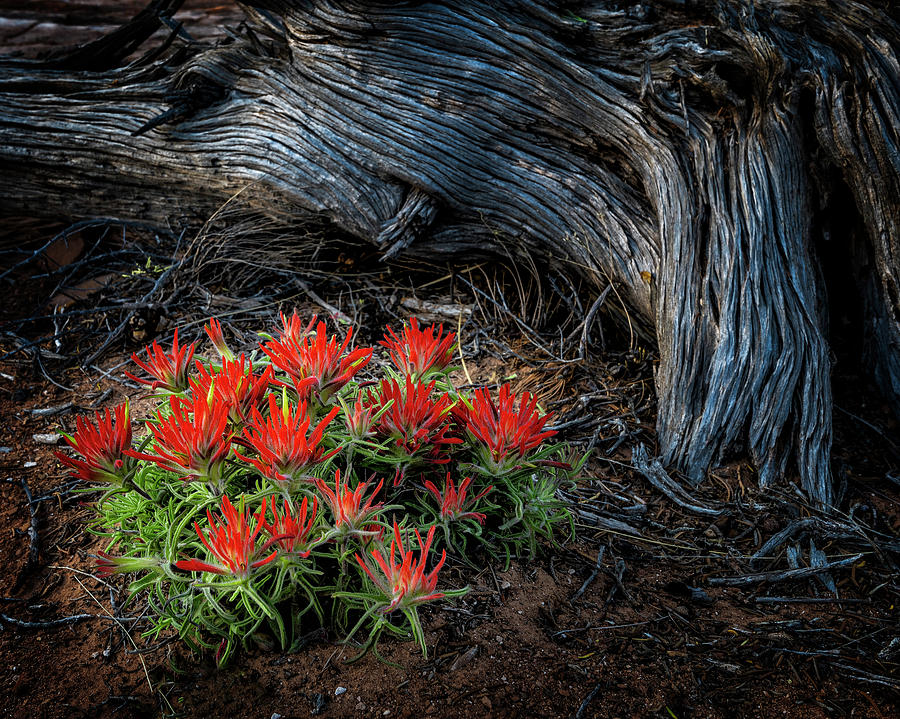 Flower Photograph - A Wild Bouquet by Michael Ash
