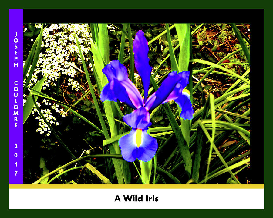 A Wild Iris Digital Art by Joseph Coulombe