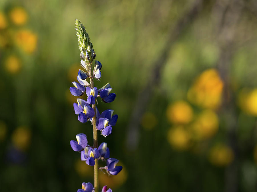 A Wild Lupine Photograph by Sue Cullumber