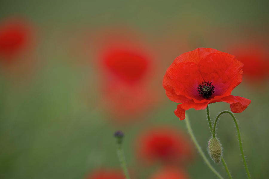 A Wild Poppy Photograph by Pete Walkden