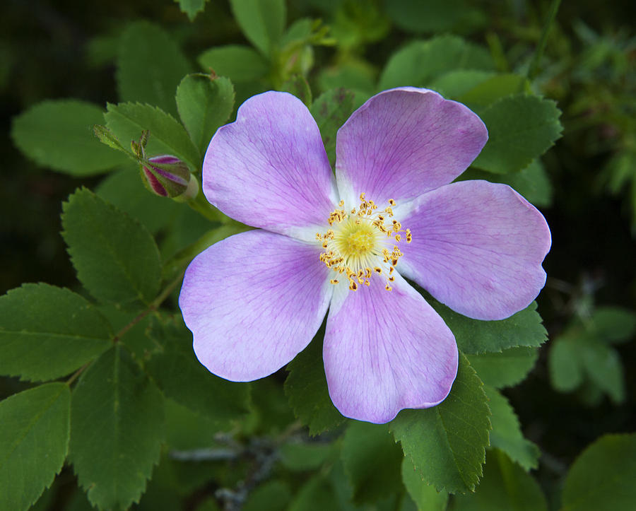 A Wild Rose Photograph by Morris McClung