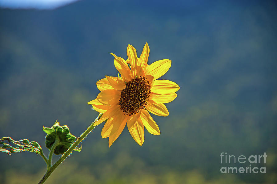 A Wild Sunflower Photograph by Stephen Whalen