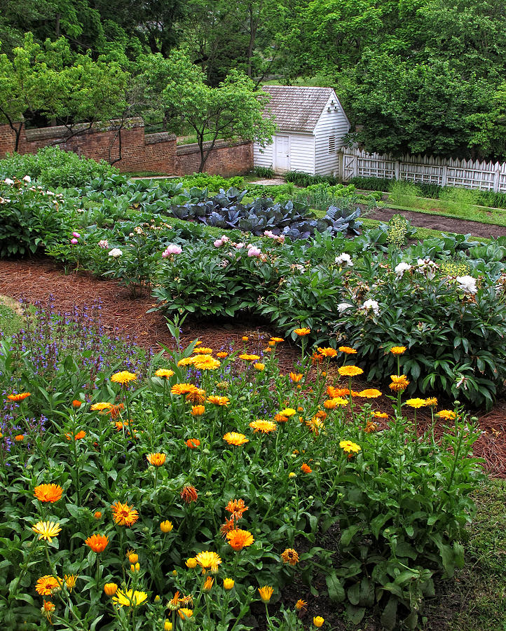 Flower Photograph - A Williamsburg Garden by Dave Mills