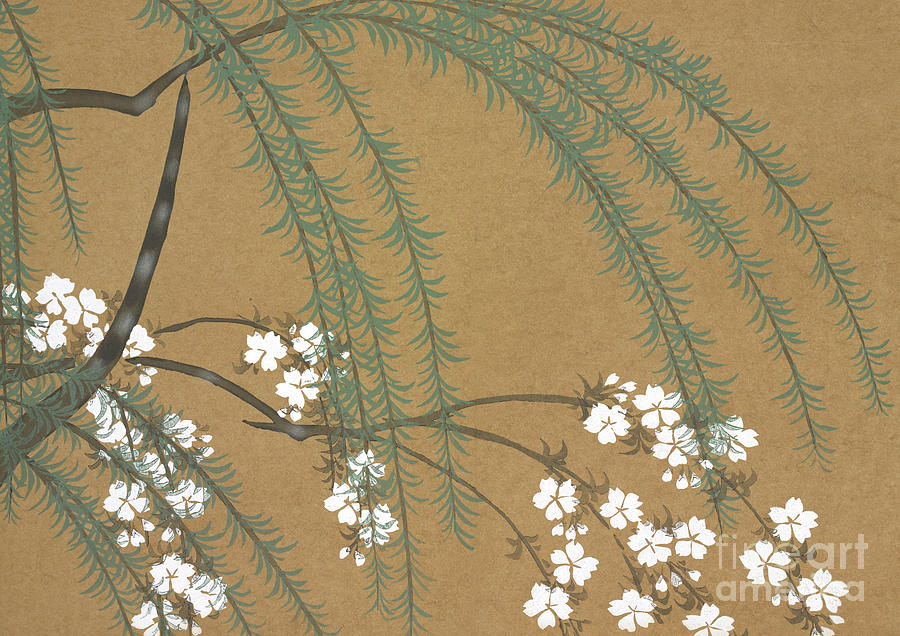 A Willow and Cherry Blossoms Painting by Kamisaka Sekka