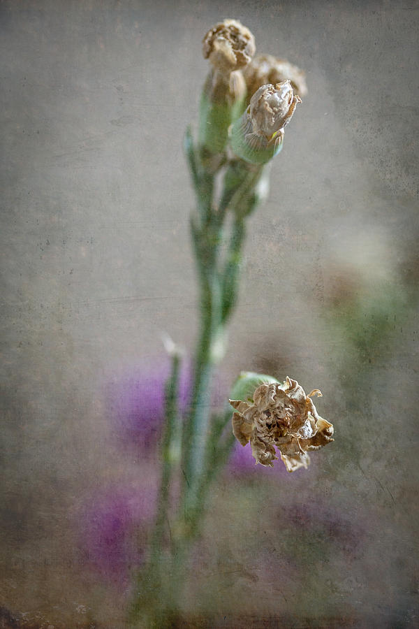 A Wilting Bud Photograph
