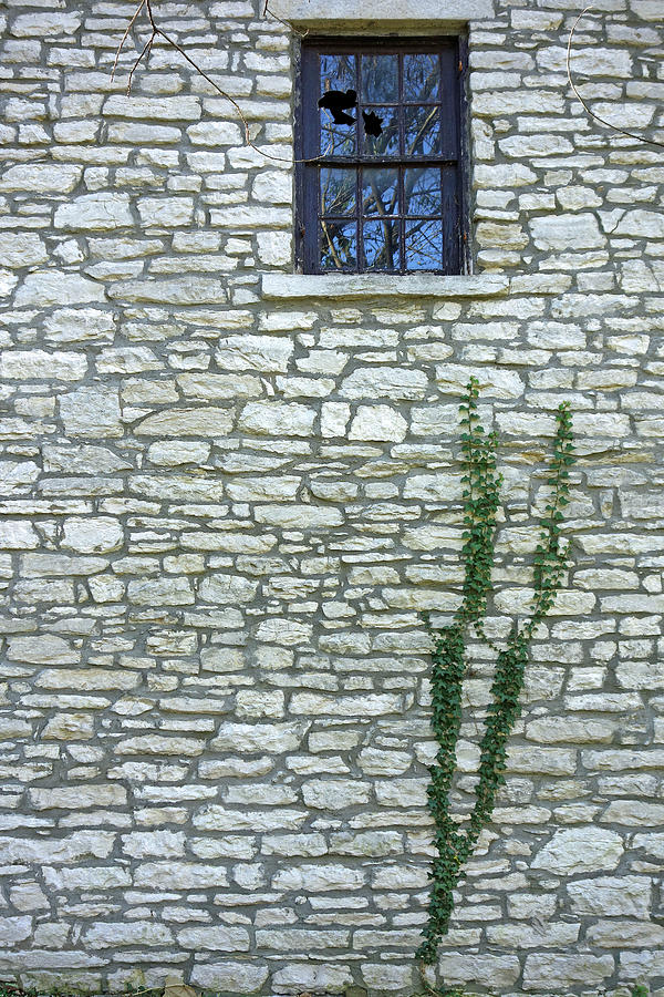 A Window and a Vine Photograph by Robert Meyers-Lussier