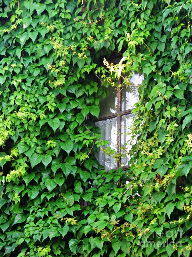 Architecture Photograph - A Window in Schierstein 7 by Sarah Loft