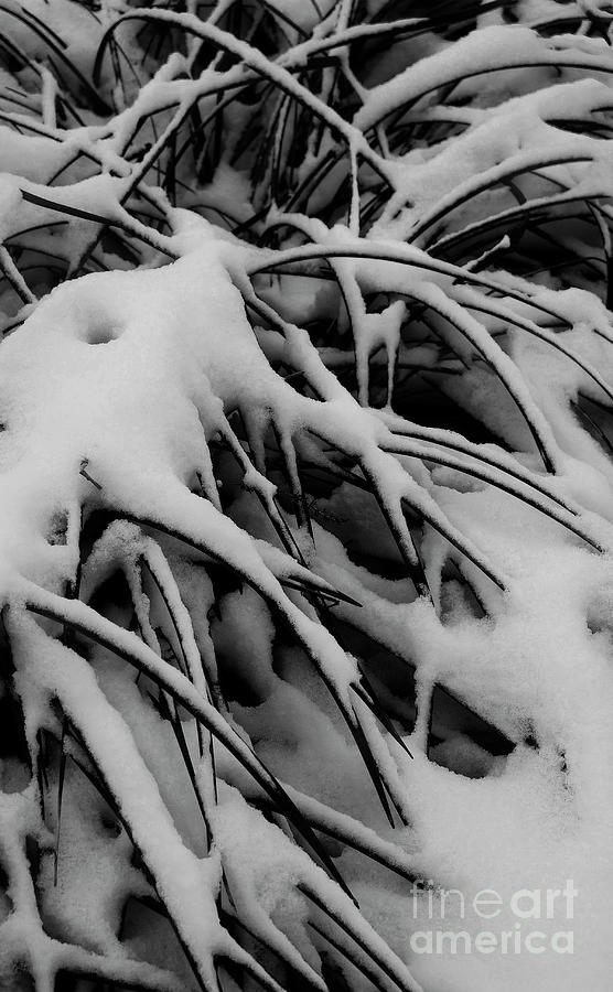 Abstract Photograph - A Winter Abstract by Skip Willits