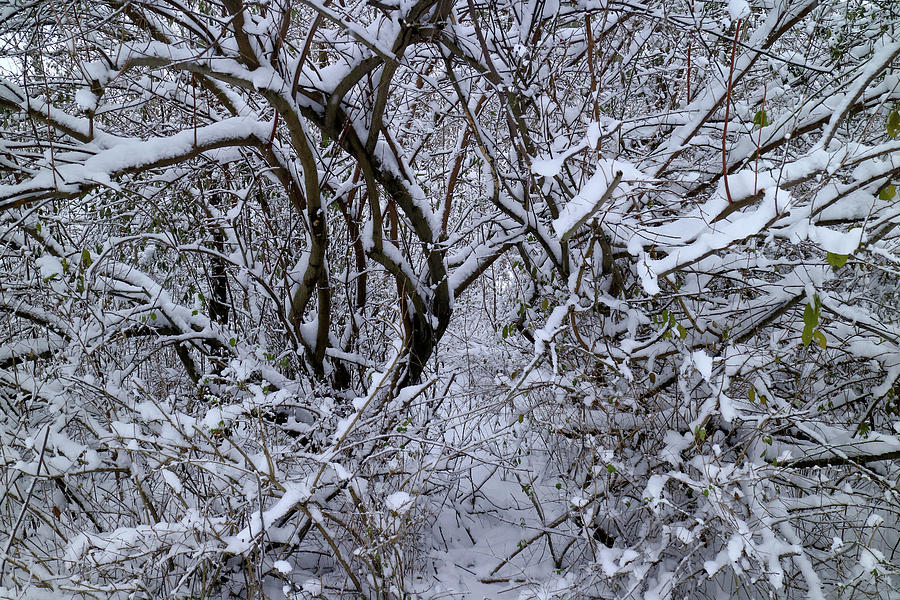 A Winter Bramble Photograph by Scott Kingery