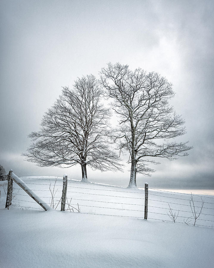 A Winter Companion, Blue Ridge Parkway NC Photograph by Tommy  White