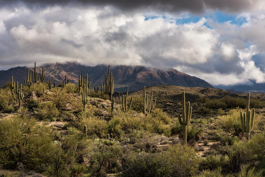 A Winter Day in the Sonoran Desert  Photograph by Saija Lehtonen