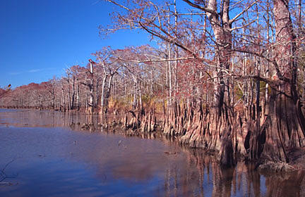 Nature Photograph - A Winter Day In The Swamp by Kelley Swinney Nature Photograph - A Winter Day In The Swamp by Kelley Swinney