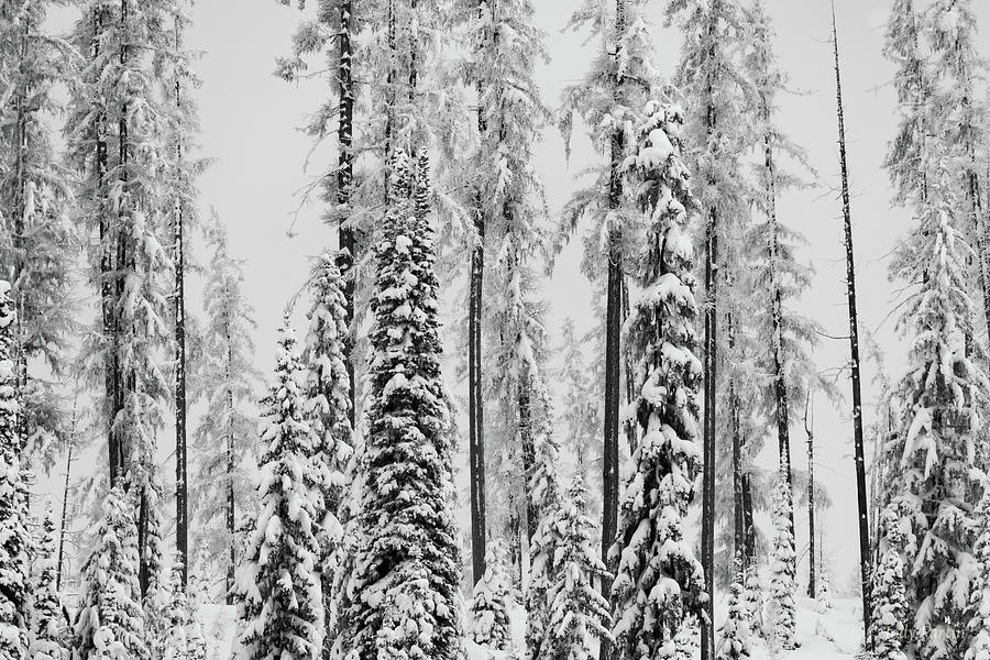 A Winter Forest Photograph by Jody Partin