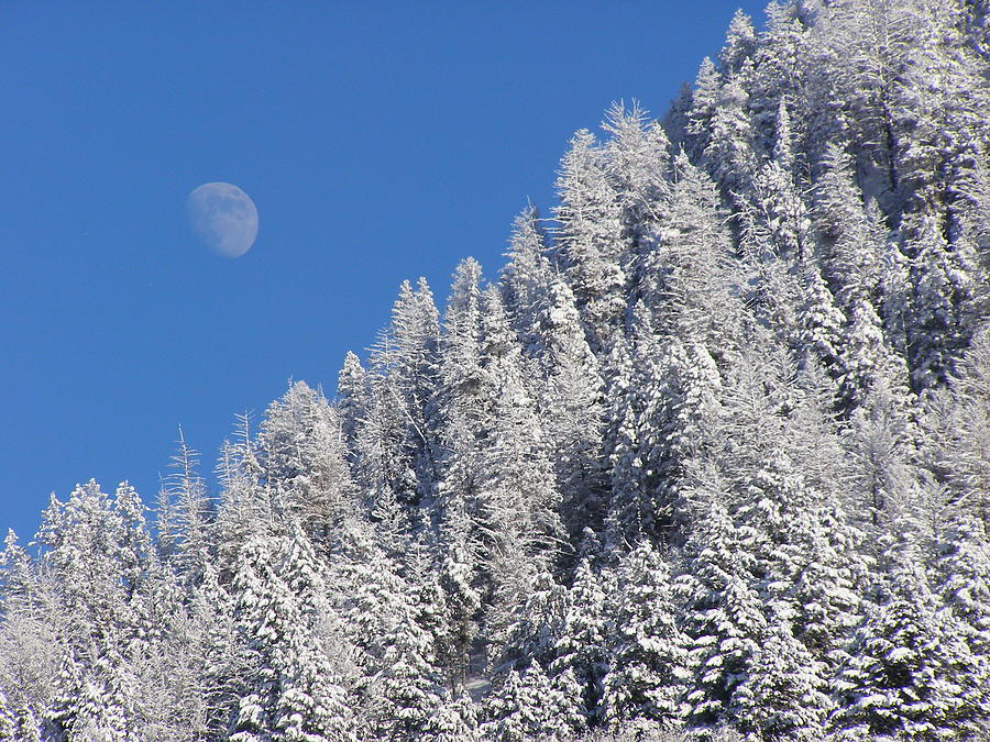 A Winter Moon Photograph by DeeLon Merritt