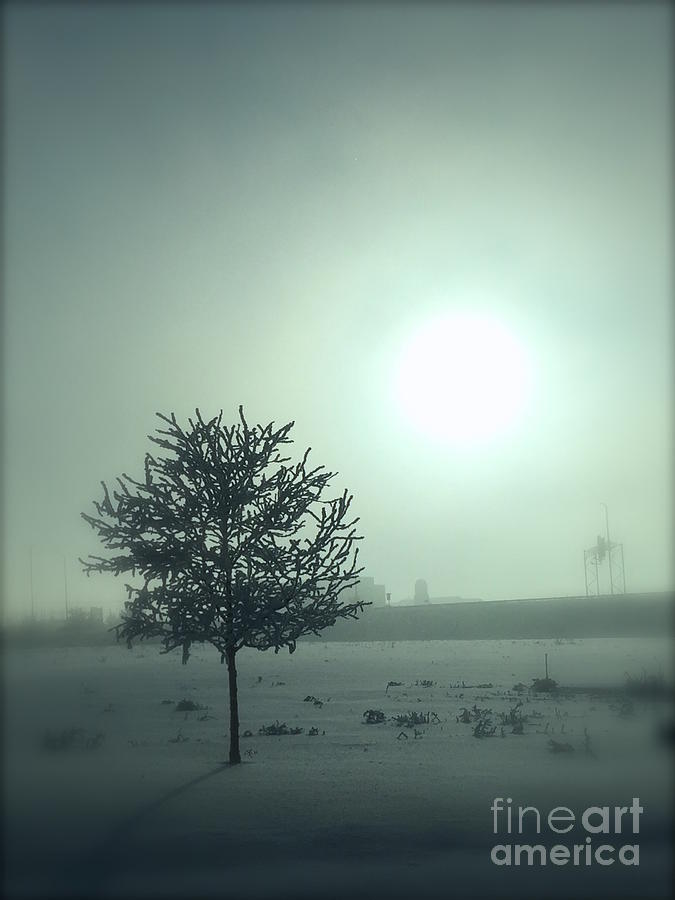 A Winter tree in the fog Photograph by Wonju Hulse