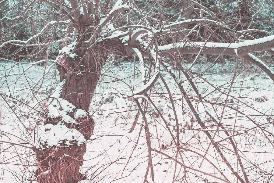 A winter Tree Photograph by Marina Usmanskaya