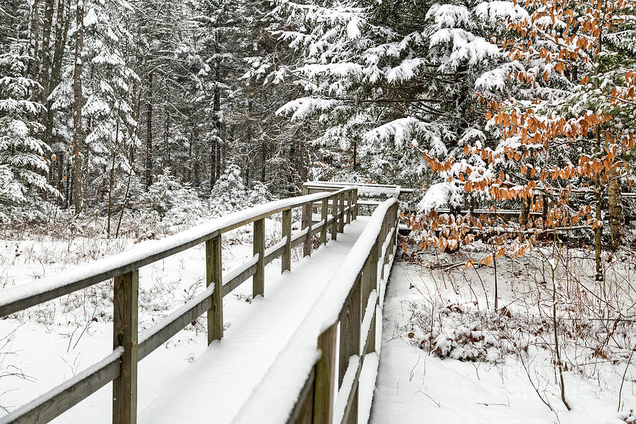 A Winter Walk Photograph by Karin Pinkham