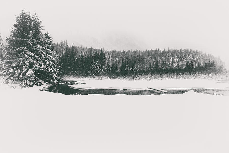 A Winter Whiteout Photograph by Scott Slone