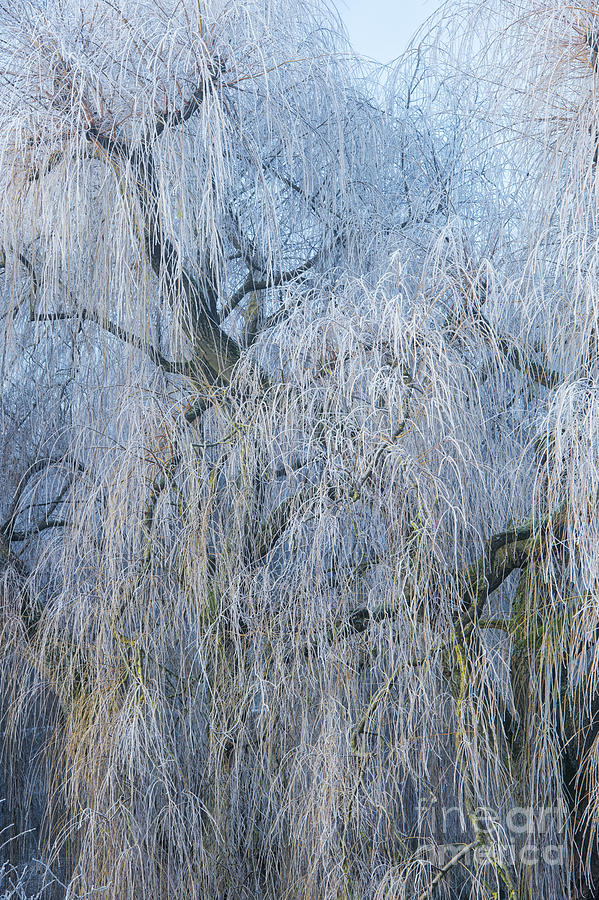 A Winter Willow Weeps Photograph by Tim Gainey