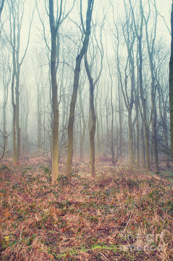 Fantasy Photograph - A Winter woodland by Tom Gowanlock